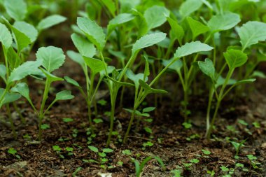 Tohumlardan bir sürü küçük brokoli fideleri yetişmiş.