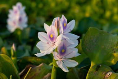 Beyaz misk çiçekleri veya Pontederiaceae veya Eichhornia crassipes veya Water Syacinth