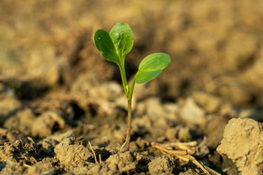 Vadideki zambak Küçük bebek bitkisi