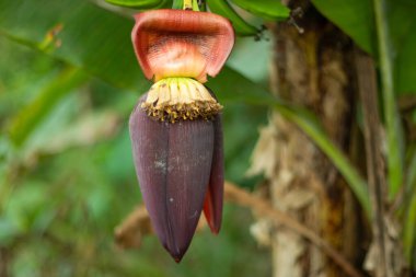 Tek bir BANANA Çiçeği Çok daha yakın ve bir sebze