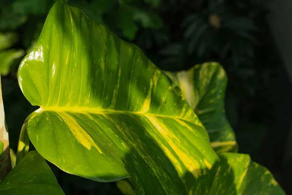 Folha Filodendro Variegado Decoração Plantas Epipremnum Pinnatum — Fotografia de Stock