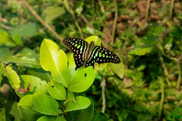 Zitplaats Prachtige Zwarte Groene Vlinder Khombva Schrebera Alata Van Oleaceae — Stockfoto