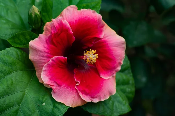 Rojo Blanco Hueso Joba Rojo Colorido Hibiscus Rosa Sinensis Grande — Foto de Stock