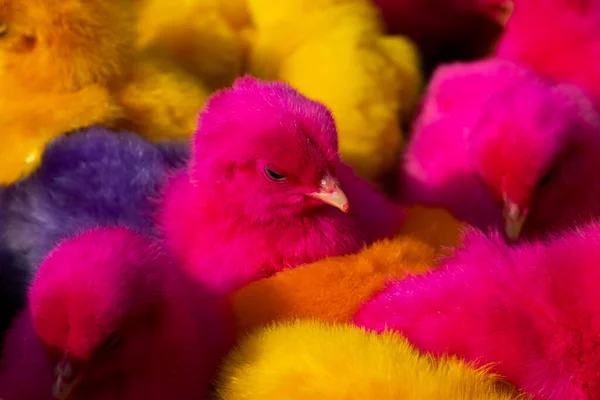 Some Little Baby Multicolor Chicks Sleeping Close — Stock Photo, Image