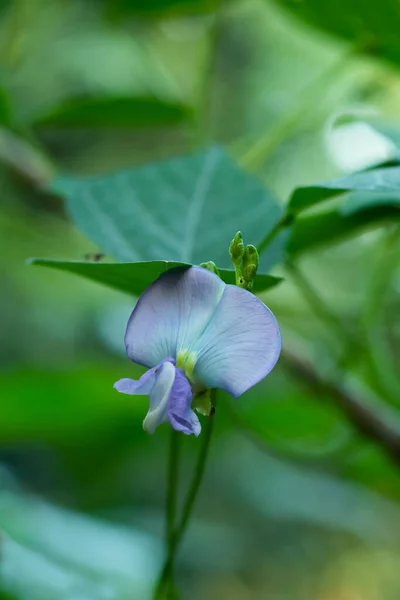 Blomkål Psophocarpus Tetragonolobus Eller Fabaceae — Stockfoto