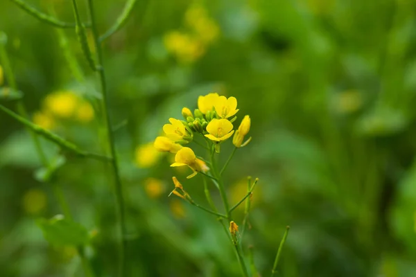 Bunch Yellow Mustard Flowers — Stock Photo, Image