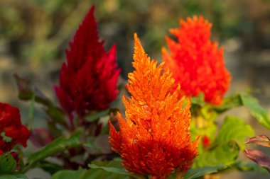 Amaranthaceae 'den güzel Abanico veya Celosia argentea çiçekleri