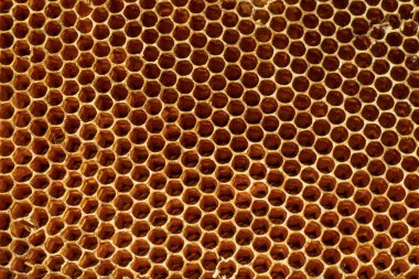 Çok eski ve terk edilmiş bir arı yuvası.