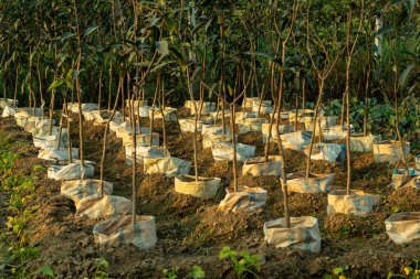 Row upon row of mango saplings have been planted in plastic bags for grafting clipart