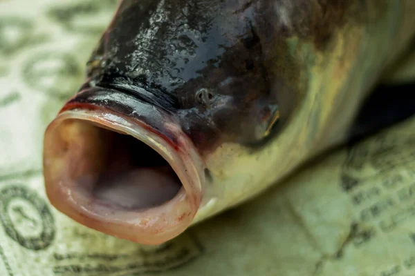 Big Mouth fish and another angle of view