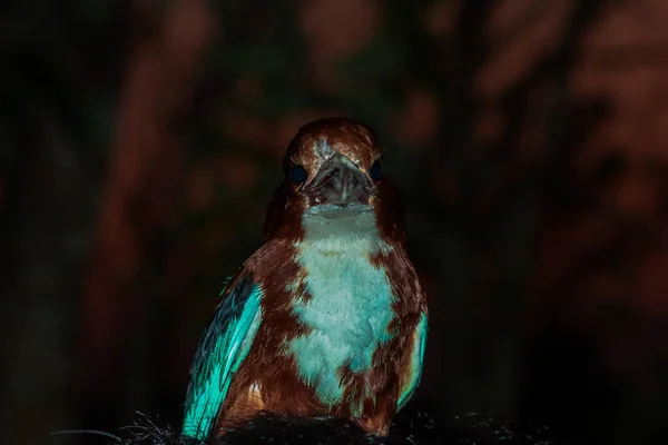 Maasranga Pássaro Muito Corajoso Inteligente Também Chamado Ele Kingfisher — Fotografia de Stock