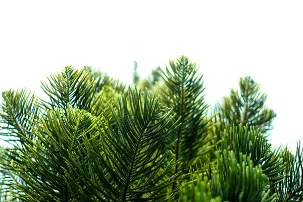 Norfolk Insel Kiefer Oder Cook Kiefer Oder Jhau Baum Aus — Stockfoto