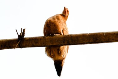 Altın renginde tavuk tek bir bambunun üzerinde durur ve aşağı bakar.