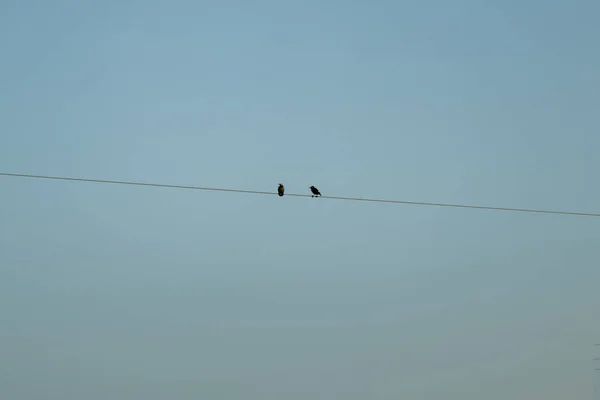 二羽の鳥は電線の上に立っていて 互いに愛し合っています — ストック写真