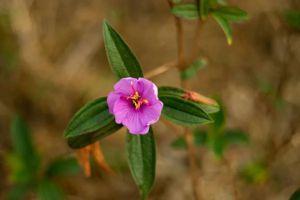 Little Robin Wild Grass Flower Species Flowering Plant Family Gesneriaceae — Stock Photo, Image