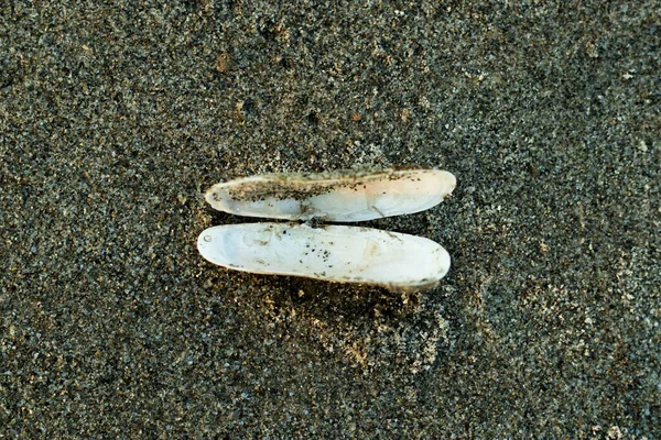 White Small Oysters Open Heart Wet Sands Ocean — Stock Photo, Image