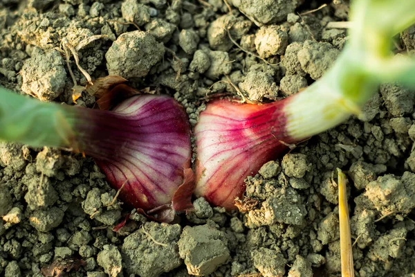 農業会社の深い土壌で2つの多色のタマネギを栽培 — ストック写真