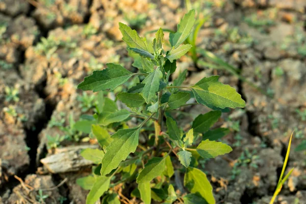 Gordura Hen Ppr Chenopodium Álbum Grama Vegitable — Fotografia de Stock