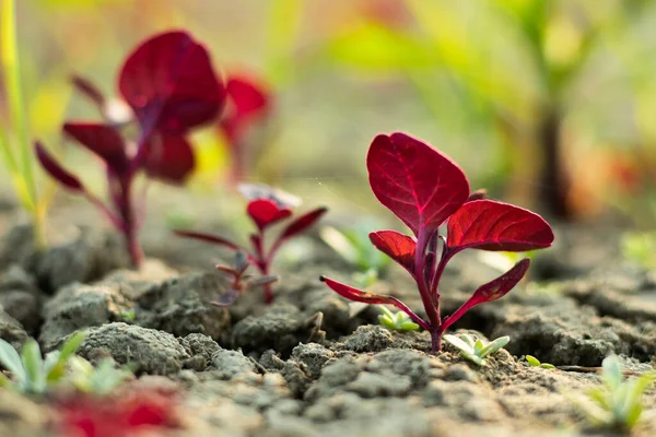 Foglie Profonde Colore Rossastro Chiamate Anche Foglie Rosse Spinaci Rampicanti — Foto Stock