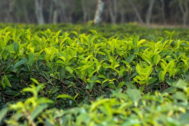 Kamelya sinensis, yaprakları ve yaprak tomurcukları popüler içecek çayını üretmek için kullanılan bitki türüdür.