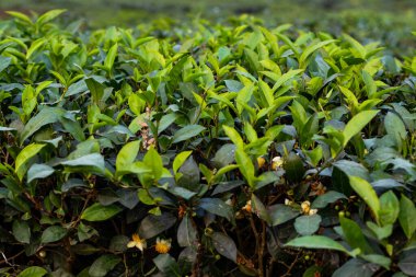Çay yaprağı ya da kamelya sinensis tüm gerçek çayları veren bitkidir.