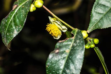 Çay ya da Kamelya sinensis, her daim yeşil olan bir çalı türüdür.