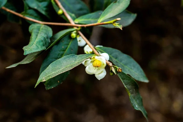 Τσάι Είναι Είδος Του Φυτού Του Οποίου Φύλλα Και Μπουμπούκια — Φωτογραφία Αρχείου