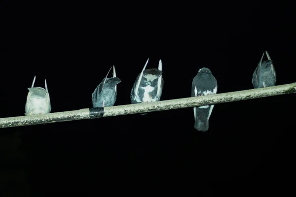 五只鸽子坐在上面 一条挂在漆黑夜空中的管子 — 图库照片