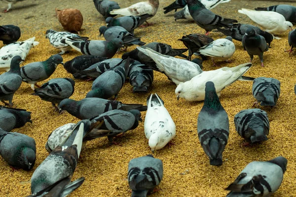 Many Pigeons Eating Rice Ground Morning — Stock Photo, Image