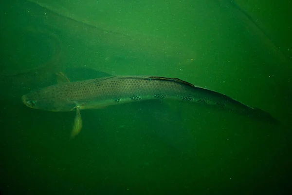 Great Snakehead Fish Channa Marulius Channidae Family Blue Water — Foto de Stock