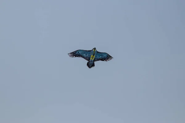 Kite Flying Bird Blue White Sky — Stock Photo, Image