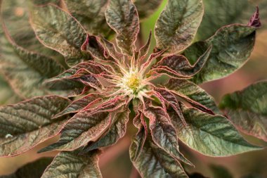 Üst manzara kırmızı ve yeşil ıspanak ya da sarmaşık ya da çiçek fidanlığı