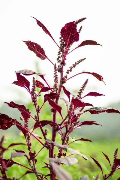 Creeper Spinaci Rossi Piantagione Fiori Lal Shak Che Sono Ottimo — Foto Stock