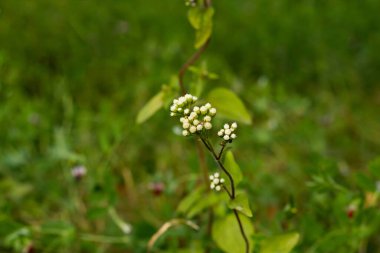 Hempweed çiçeğine tırmanmak veya Mikania tarayıcıları dallanmış ince gövdeli bir asmadır.
