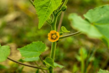Chingma-fener bitkisine (Physalis alkekengi) ayrıca mesane kirazı, Çin feneri, Japon feneri veya kış kirazı da denir.