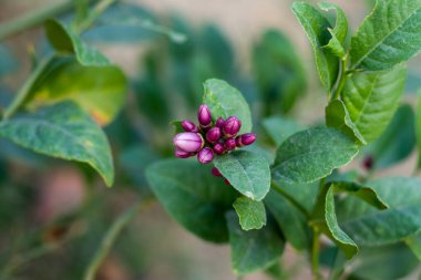 Mor renkli çiçekleri kapatın. 12 ay meyve tutan bir limonun çiçekleri.