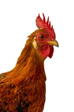 Baharda beyaz arka planı olan piliç ya da tavuk ya da yarak manzaralı