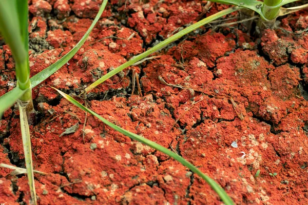 Seco Terra Rachada Vermelha Solo Closeup Foto Abstrato Fundo Textura — Fotografia de Stock