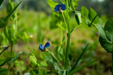 Haziran 'da Chickling Pea çiçeğindeki yaygın kart arısı. Lathyrus sativus var 'daki Bombus Pascuorum. Azureus. Tatlı bezelyem. Çim Bezelyesi