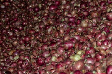 Mağazadaki kütle soğanı ve soğan soğanı, Allium cinsinin en yaygın olarak yetiştirilen türüdür.