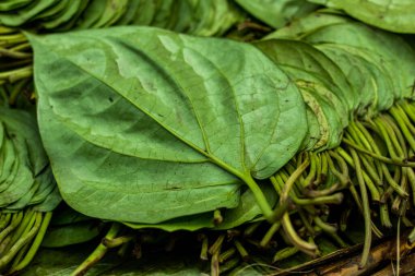Betel yaprağı çoğunlukla Asya 'da tüketilir ve betel veya Piper betle, Piperaceae familyasından bir sarmaşıktır.