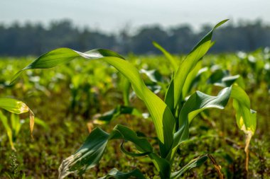 Darı yaprağı proximodistal ekseni boyunca dört farklı dokudan oluşur. Darı yaprakları eşsiz derecede basit ve düzenli yapılardır.