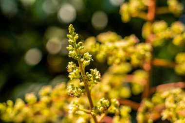 Çiçekli bir mango ağacı gerçekten güzel bir manzara. Çiçekler böcekler tarafından tozlaştırılır.