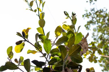 Jackfruit, yenilebilir çiçekleri, meyveleri ve taze tüketim ve pişirme için tohumları ile ünlü popüler bir bahçe türüdür.