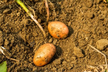 Yeşil kiraz domatesli meyve ve toprakta çiğ patates meyvesi ve bu da patates bitkisinin çiçek açtıktan sonraki kısmı.