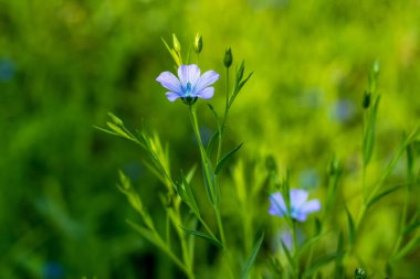 Keten tohumu, keten tohumu olarak da bilinen keten tohumu (keten tohumu), keten Linum usitatissimum bitkilerinden elde edilen küçük, kırmızımsı-kahverengi veya altın sarısı tohumdur.