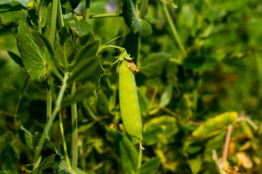 Pisum sativum ya da Bezelye, yapraklı eksenlerde yetişen yıllık bir şifalı bitkidir.