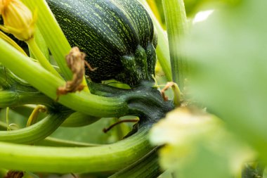 Kabak, kabak, kabak, kabak, kabak ya da kabak veya kabak, kabak familyasından bir sarmaşık cinsidir.