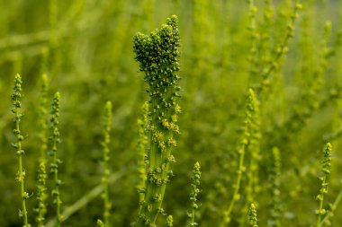 Ispanak çiçeği ya da Spinacia bitkisi, İran kökenli yeşil yapraklı bir sebzedir. Amararanth ailesine ait ve pancar ve kinoa ile açıklanıyor.