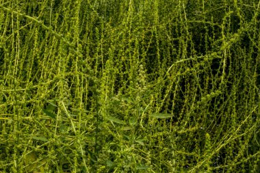 Pek çok yeşil yapraklı sebze ve çiçek, ıspanak aslında diğer pek çok iyi bilinen yeşil yapraklı sebzelerden farklı bir gıda ailesinin içine düşer.